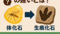 🦴「体化石」と「生痕化石」の違いとは？ホタテの貝柱が化石に残らない理由を徹底解説！