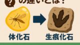 🦴「体化石」と「生痕化石」の違いとは？ホタテの貝柱が化石に残らない理由を徹底解説！