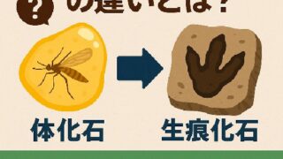 🦴「体化石」と「生痕化石」の違いとは？ホタテの貝柱が化石に残らない理由を徹底解説！