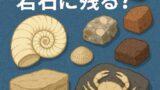 化石はどの岩石に残る？オウムガイやカニの姿から読み解く古環境の手がかり